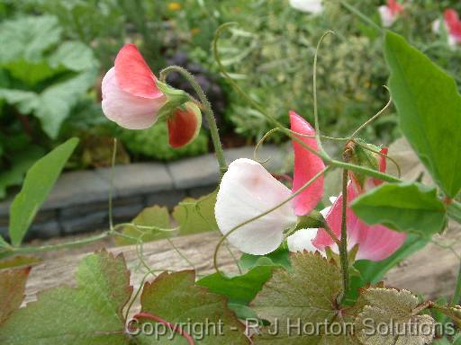 Sweet pea - Painted Lady 